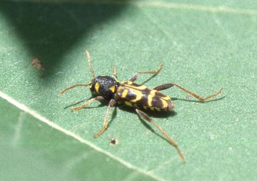 Xylotrechus arvicola